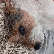Virus participe au concours pour gagner de l'argent avec cette photo : animal, bed, brown_fur, close_up, cozy, cute, dog, eye, fur, indoor, laying, pattern, pet, pillow, portrait, relaxed, resting, snout, soft_lighting, white_fur