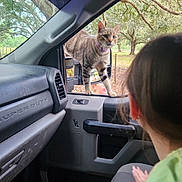 Wrangler is registered to the contest to win money with this photo: cat, child, truck_interior, window, door, outdoor, trees, fence, curious, tabby_cat, pet, interaction, animal, vehicle, seat, dashboard, human, nature, daylight, playful