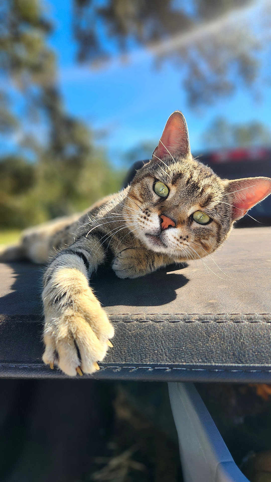 Wrangler joined the competition — help win amazing prizes! cat, tabby, paw, stretching, outdoor, sunlight, fur, whiskers, ears, nose, green_eyes, relaxed, closeup, nature, blue_sky, trees, animal, pet, feline, portrait