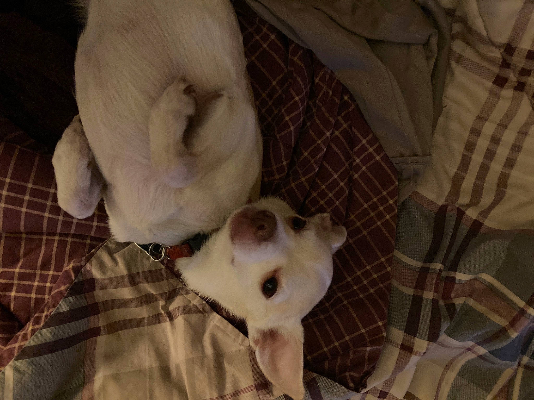 Stewie joined the competition — help win amazing prizes! canidae, carnivore, comfort, companion_dog, dog, dog_breed, fawn, felidae, fur, linens, pattern, pet_supply, plaid, small_to_medium_sized_cats, snout, sporting_group, tail, tartan, terrestrial_animal, whiskers