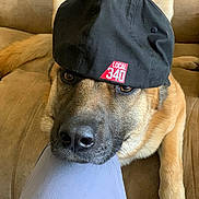 Rusty joined the competition — help win amazing prizes! dog, canine, pet, cap, hat, black_cap, brown_fur, couch, sofa, resting, relaxed, indoors, animal, close_up, face, paw, person_knee, casual, cute, friendly