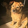 Calina a rejoint le concours — aidez-le/la à gagner de superbes lots ! animal, backlighting, brown, collar, companionship, dog, dogs, doorway, fur, indoors, pet, portrait, puppy, scruffy, shadow, sitting, sunlight, sunny, tan, wooden_floor