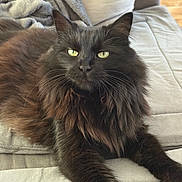 Minnie a rejoint le concours — aidez-le/la à gagner de superbes lots ! cat, black_cat, fluffy, longhaired, feline, pet, animal, green_eyes, whiskers, ears, fur, portrait, close_up, lying_down, relaxed, bed, cushion, blanket, indoors, home