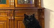 Minnie a rejoint le concours — aidez-le/la à gagner de superbes lots ! cat, black_cat, fluffy, long_hair, sitting, lying_down, pet, animal, whiskers, ears, eyes, paws, fur, bed, bedroom, wooden_cabinet, ornate_furniture, mirror, indoor, portrait