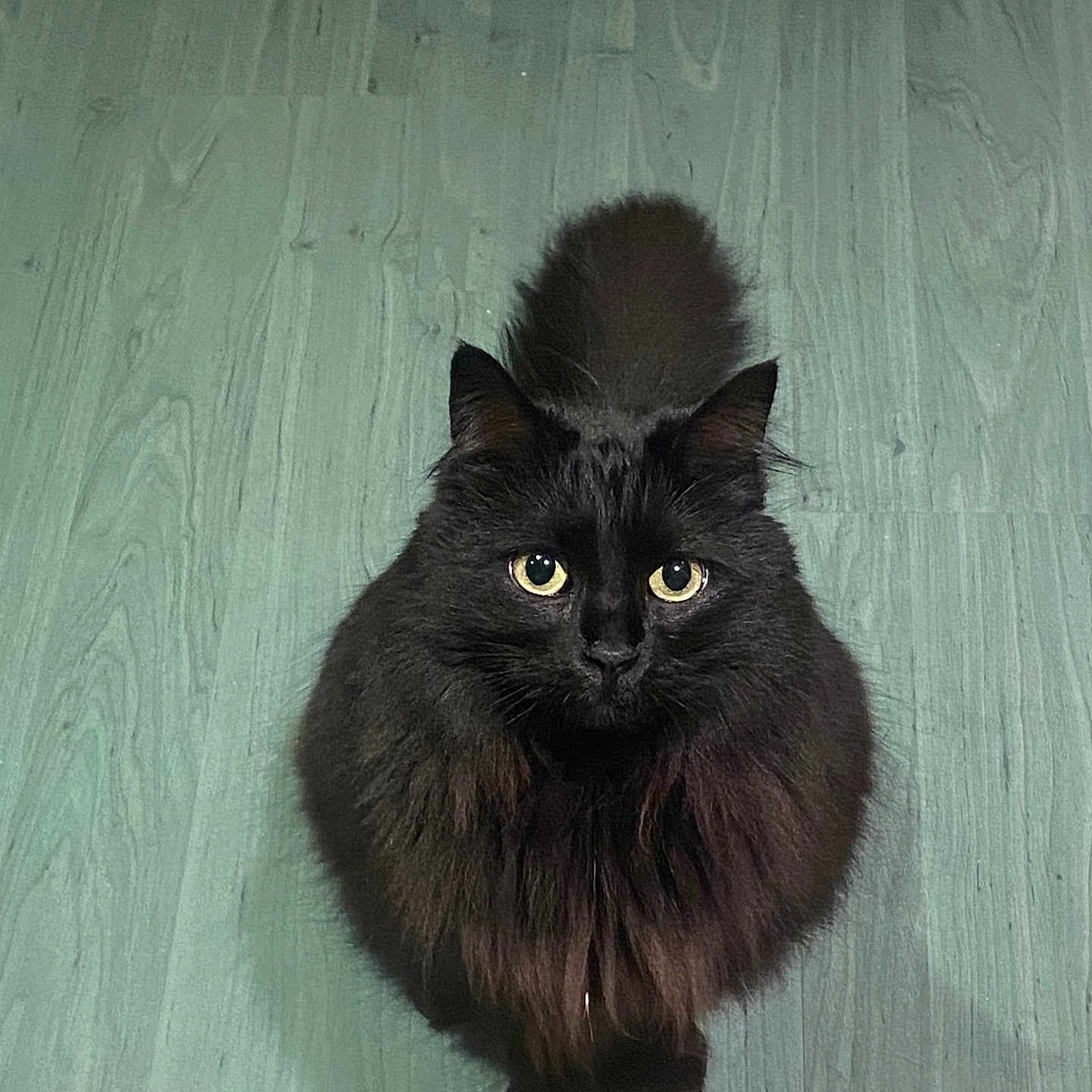 Minnie a rejoint le concours — aidez-le/la à gagner de superbes lots ! cat, black_cat, fluffy, long_hair, furry, pet, animal, green_eyes, portrait, centered, indoor, wooden_floor, teal_background, sitting, looking_at_camera, tail, whiskers, ears, symmetrical, cute