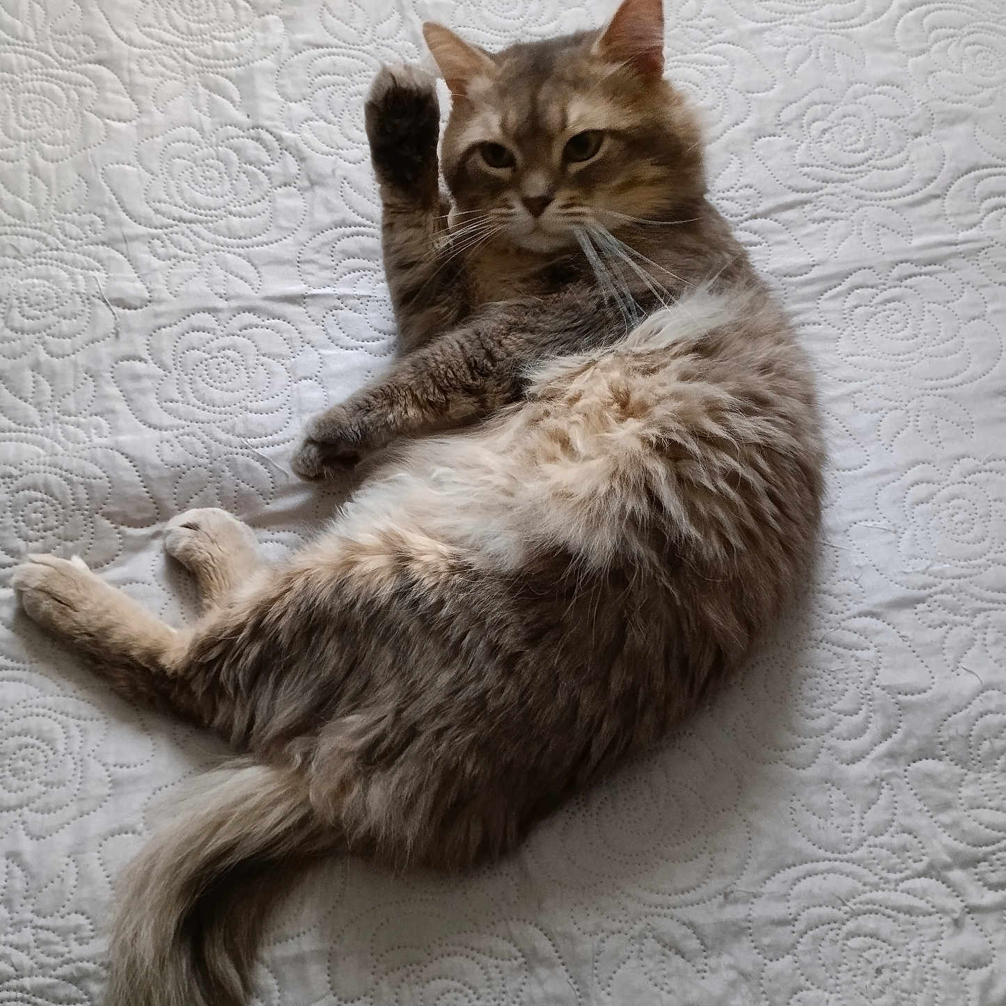 Gremlins participe au concours pour gagner de l'argent avec cette photo : abyssinian, angora, animal, bed, blanket, cat, couch, cushion, furniture, hardwood, homedecor, indoors, kitten, linen, manx, person, pet, quilt, siamese, wood