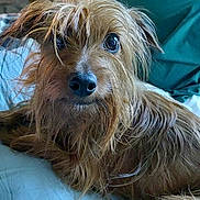 Jones joined the competition — help win amazing prizes! dog, scruffy, brown_fur, pet, cute, lying_down, indoor, blanket, bed, furry, animal, canine, relaxed, looking_at_camera, cozy, fur, ears, nose, whiskers, paw