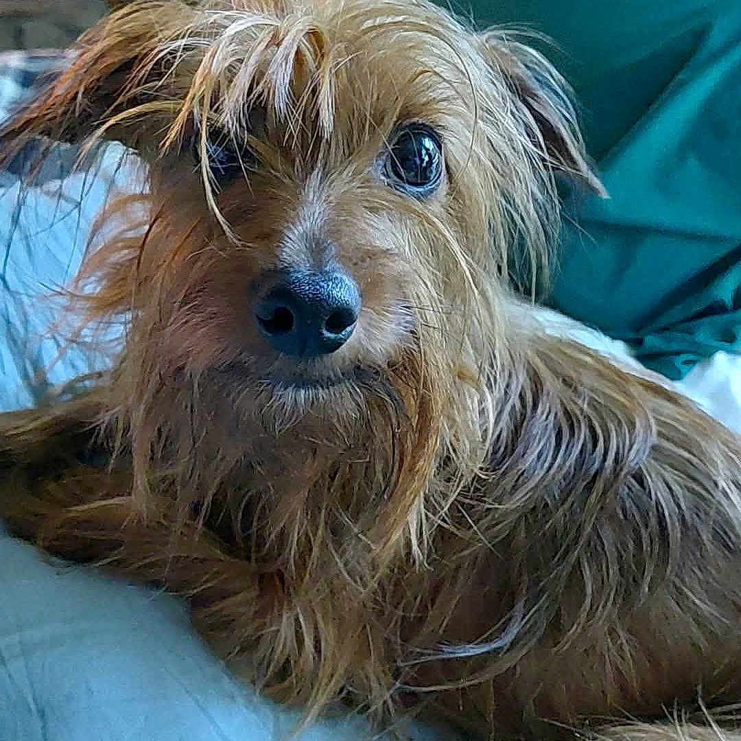 Jones joined the competition — help win amazing prizes! dog, scruffy, brown_fur, pet, cute, lying_down, indoor, blanket, bed, furry, animal, canine, relaxed, looking_at_camera, cozy, fur, ears, nose, whiskers, paw