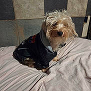 Scooby is registered to the contest to win money with this photo: dog, pet, leather_jacket, hoodie, bed, blanket, indoor, small_dog, fur, scruffy, tiled_wall, resting, cute, animal, companion, fur_clothing, expression, looking_at_camera, sitting, domestic