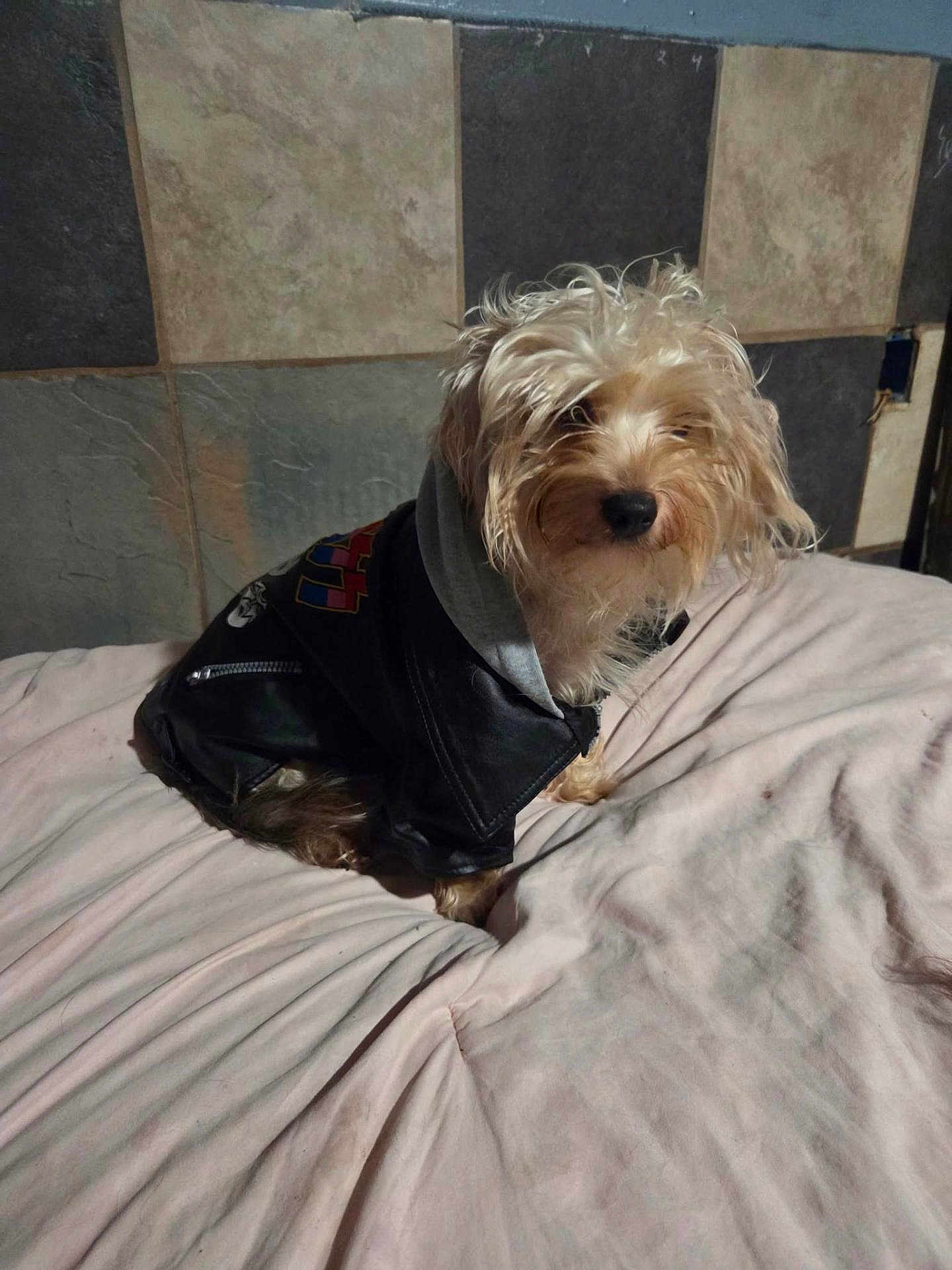 Scooby is registered to the contest to win money with this photo: dog, pet, leather_jacket, hoodie, bed, blanket, indoor, small_dog, fur, scruffy, tiled_wall, resting, cute, animal, companion, fur_clothing, expression, looking_at_camera, sitting, domestic