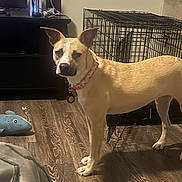 Vivi is registered to the contest to win money with this photo: dog, pet, living_room, wood_floor, dog_collar, crate, kennel, tv_screen, netflix_logo, plush_toy, toy, standing, beige_coat, collar_tag, ears_up, furniture, shadow, indoor, flooring, pet_accessory