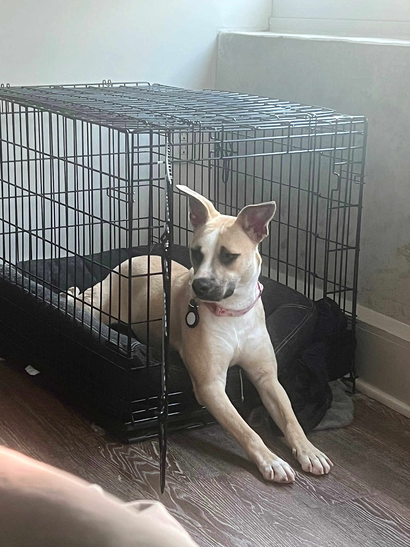 Vivi joined the competition — help win amazing prizes! dog, pet, crate, cage, indoor, wood_floor, collar, dog_bed, metal_bars, paws, ears, tan_fur, relaxed, resting, tag, window_light, wall, corner, home, muzzle