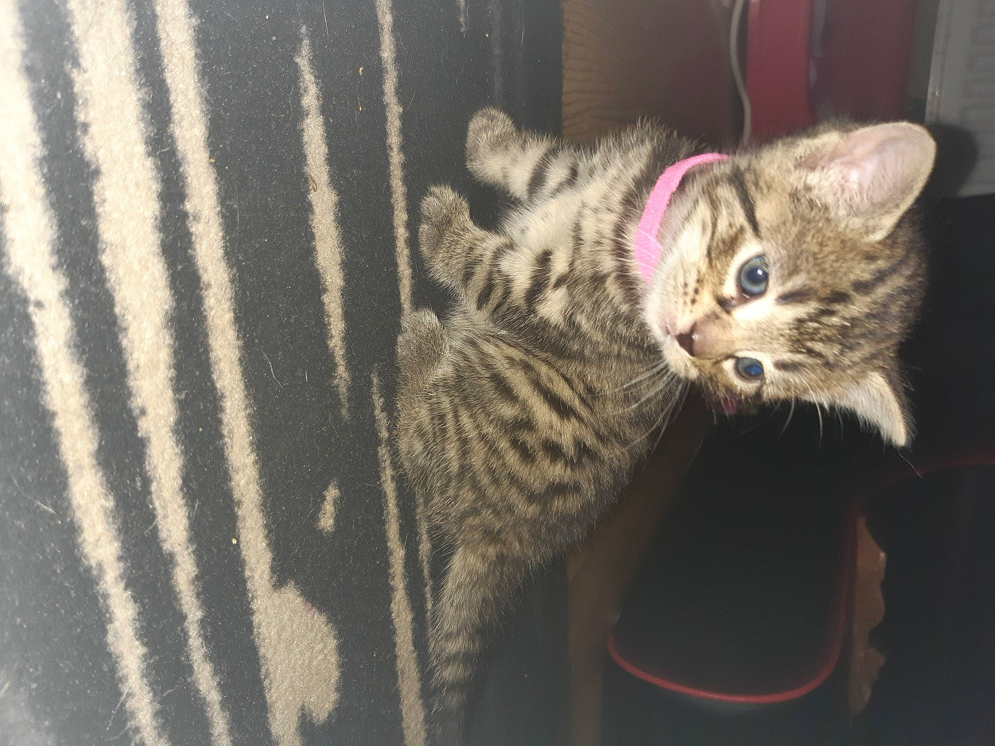 Pepsi'S Crew is registered to the contest to win money with this photo: asian, bengal, california_spangled, carnivore, cat, domestic_short_haired_cat, dragon_li, egyptian_mau, european_shorthair, felidae, fur, kitten, mammal, ocicat, savannah, small_to_medium_sized_cats, tabby_cat, toyger, vertebrate, whiskers