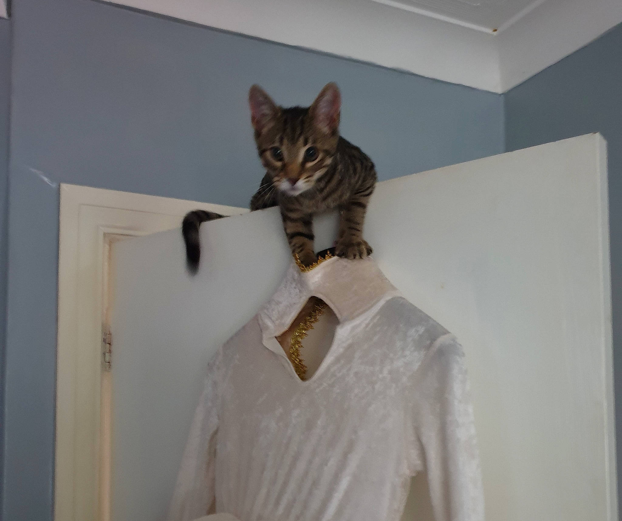 Pepsi'S Crew joined the competition — help win amazing prizes! american_shorthair, asian, bengal, carnivore, cat, domestic_short_haired_cat, european_shorthair, felidae, kitten, ocicat, room, small_to_medium_sized_cats, tabby_cat, whiskers