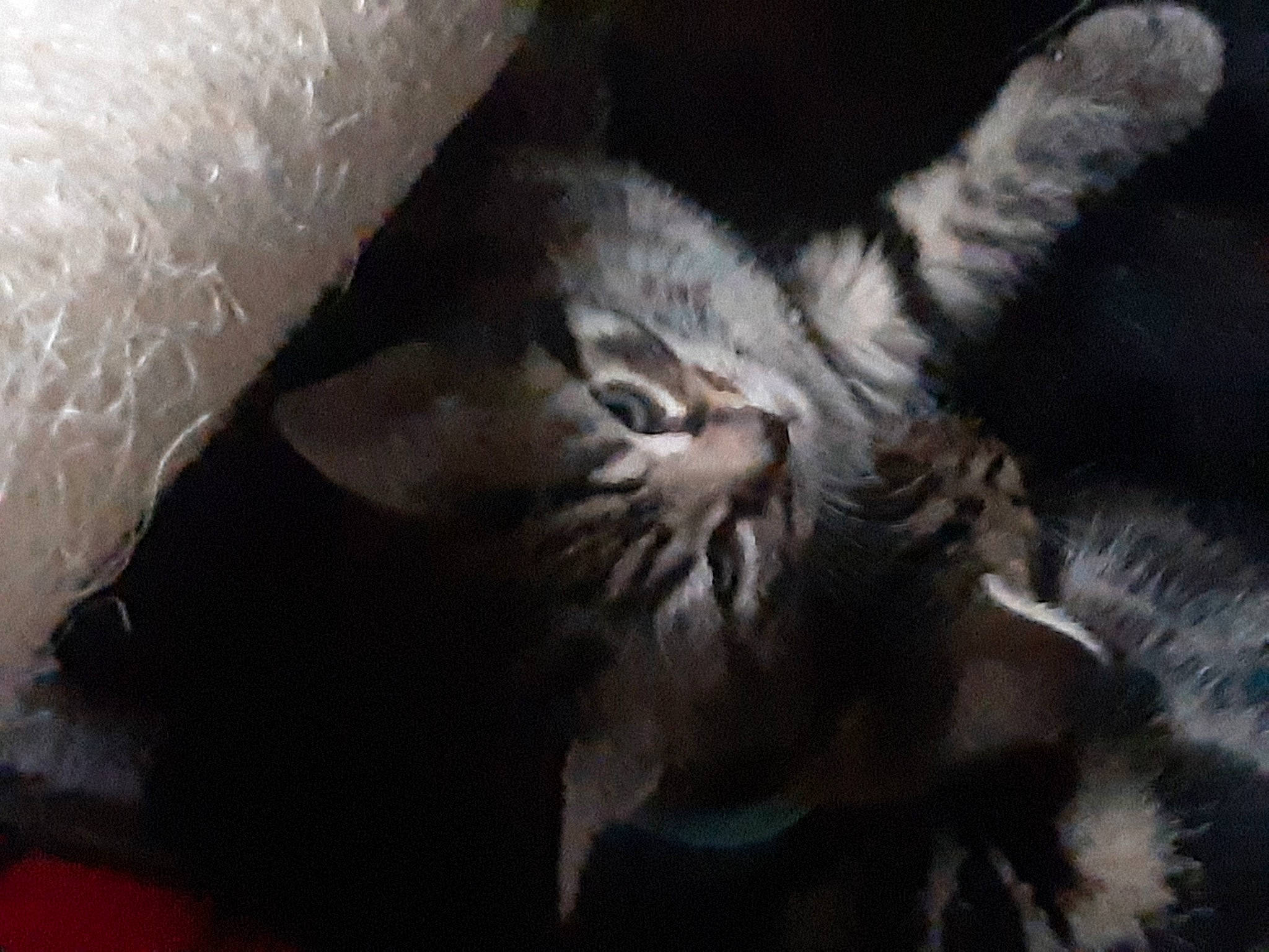 Pepsi'S Crew is registered to the contest to win money with this photo: american_shorthair, asian, carnivore, cat, claw, european_shorthair, felidae, fur, kitten, maine_coon, norwegian_forest_cat, paw, pixie_bob, polydactyl_cat, siberian, small_to_medium_sized_cats, tabby_cat, whiskers