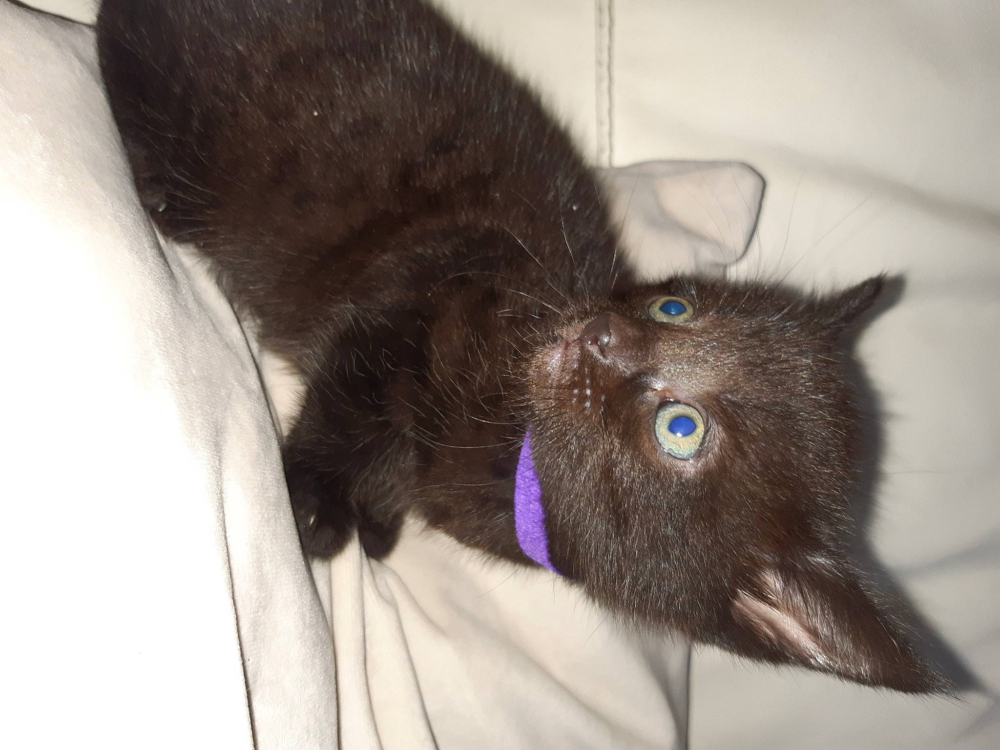 Pepsi'S Crew is registered to the contest to win money with this photo: black_cat, carnivore, cat, domestic_short_haired_cat, ear, eye, felidae, fur, german_rex, havana_brown, iris, korat, nebelung, small_to_medium_sized_cats, snout, tail, whiskers