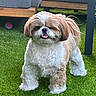 dog, pet, grass, outdoor, cute, fluffy, small_dog, shih_tzu, tongue_out, playful, fur, animal, standing, lawn, sunlight, couch, ball, home, garden, happy