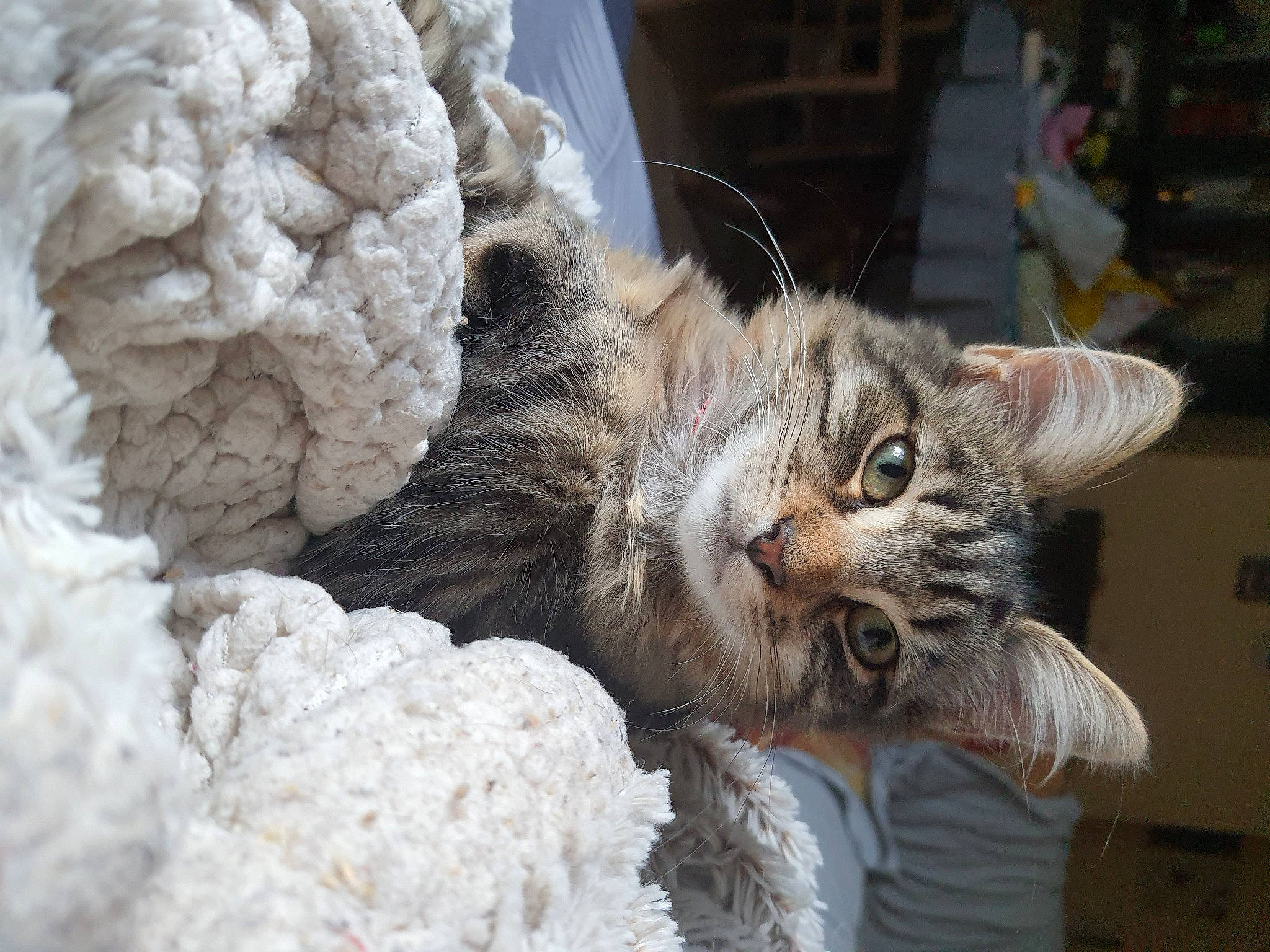 Sly participe au concours pour gagner de l'argent avec cette photo : carnivore, cat, claw, domestic_short_haired_cat, felidae, fur, paw, small_to_medium_sized_cats, snout, tail, terrestrial_animal, whiskers, window