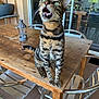 cat, tabby, green_eyes, wooden_table, metal_chairs, patio, indoor_outdoor, meowing, feline, stripes, teeth, curious, natural_light, reflection, glass_door, plants, animal, pet, sitting, wood