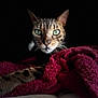 cat, close_up, green_eyes, blanket, red_blanket, dark_background, feline, whiskers, pet, animal, cozy, portrait, soft_texture, sleeping_area, indoor, mammal, cute, alert, face, fur