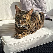 Oki participe au concours pour gagner de l'argent avec cette photo : cat, bengal_cat, feline, pet, indoor, cushion, sofa, white_cushion, wicker_furniture, striped, spotted, green_eyes, relaxed, sunlight, shadow, paw, whiskers, ears, tail, domestic_animal