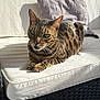 cat, bengal_cat, feline, pet, indoor, cushion, sofa, white_cushion, wicker_furniture, striped, spotted, green_eyes, relaxed, sunlight, shadow, paw, whiskers, ears, tail, domestic_animal