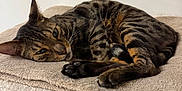 Oki a rejoint le concours — aidez-le/la à gagner de superbes lots ! cat, tabby, feline, pet, resting, indoor, towel, beige, soft, cozy, relaxed, animal, sleepy, whiskers, paw, fur, household, quiet, calm, domestic