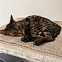 cat, tabby, feline, pet, resting, indoor, towel, beige, soft, cozy, relaxed, animal, sleepy, whiskers, paw, fur, household, quiet, calm, domestic