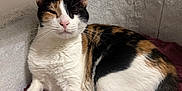 Nyele a rejoint le concours — aidez-le/la à gagner de superbes lots ! animal, bed, blanket, calico, cat, comfortable, cozy, cute, domestic, feline, fur, indoor, mammal, paw, pet, relaxed, resting, sleepy, tail, whiskers