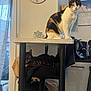 animal, appliance, calendar, calico_cat, cat, chair, clock, countertop, curtain, domestic, feline, glass_jar, indoor, kitchen, pet, relaxing, tabby_cat, table, towel, window