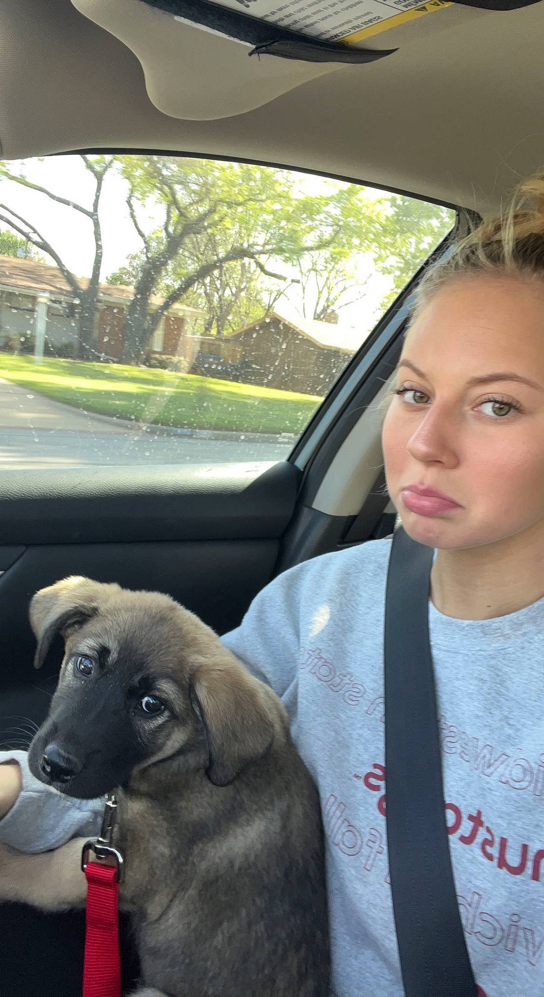 Woody is registered to the contest to win money with this photo: automotive_exterior, car, carnivore, companion_dog, dog, dog_breed, family_car, fawn, luxury_vehicle, motor_vehicle, plant, sky, snout, sporting_group, tree, vehicle, vehicle_door, window, windshield, working_animal