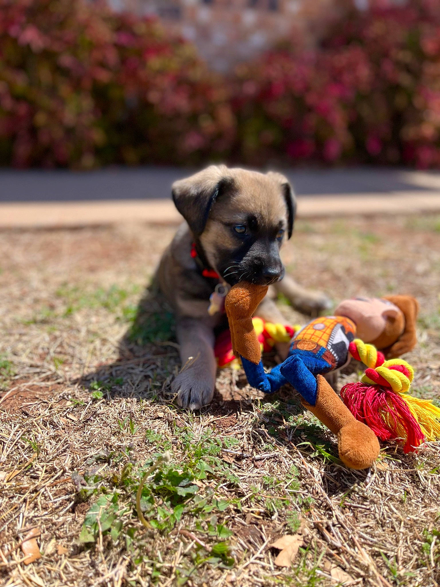 Woody is registered to the contest to win money with this photo: canidae, carnivore, companion_dog, dog, dog_breed, dog_supply, fawn, garden, grass, lawn_ornament, non_sporting_group, plant, pug, sitting, soil, toy, toy_dog, working_animal