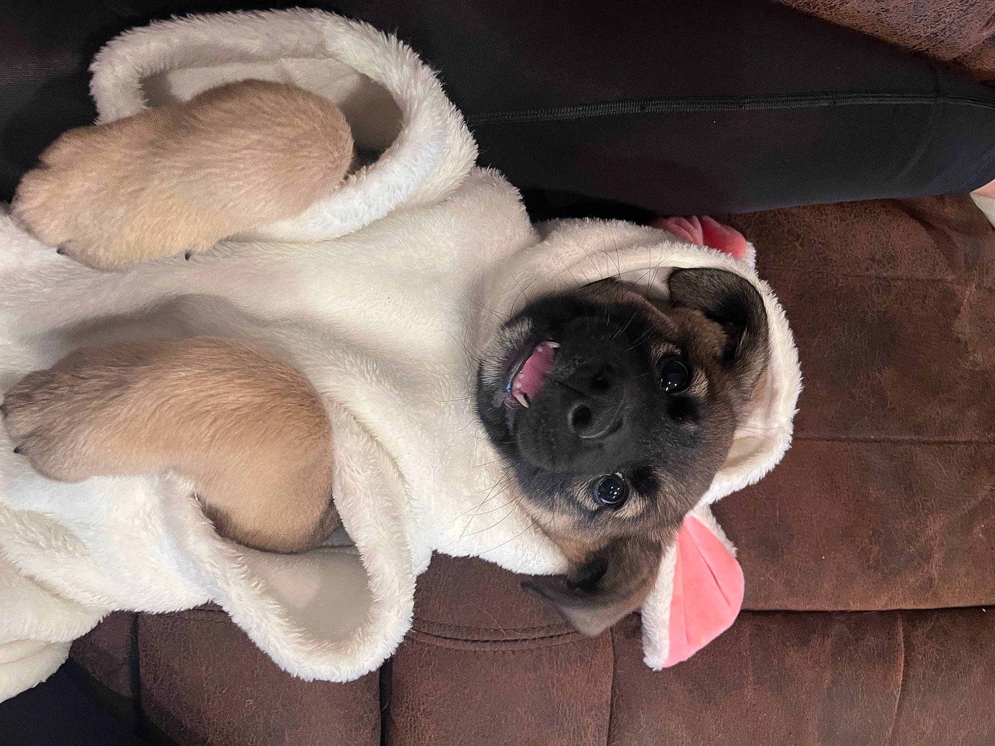 Woody joined the competition — help win amazing prizes! canidae, carnivore, collar, comfort, companion_dog, dog, dog_breed, dog_collar, ear, fawn, fur, paw, pug, snout, sporting_group, tail, toy_dog, whiskers, working_animal, wrinkle