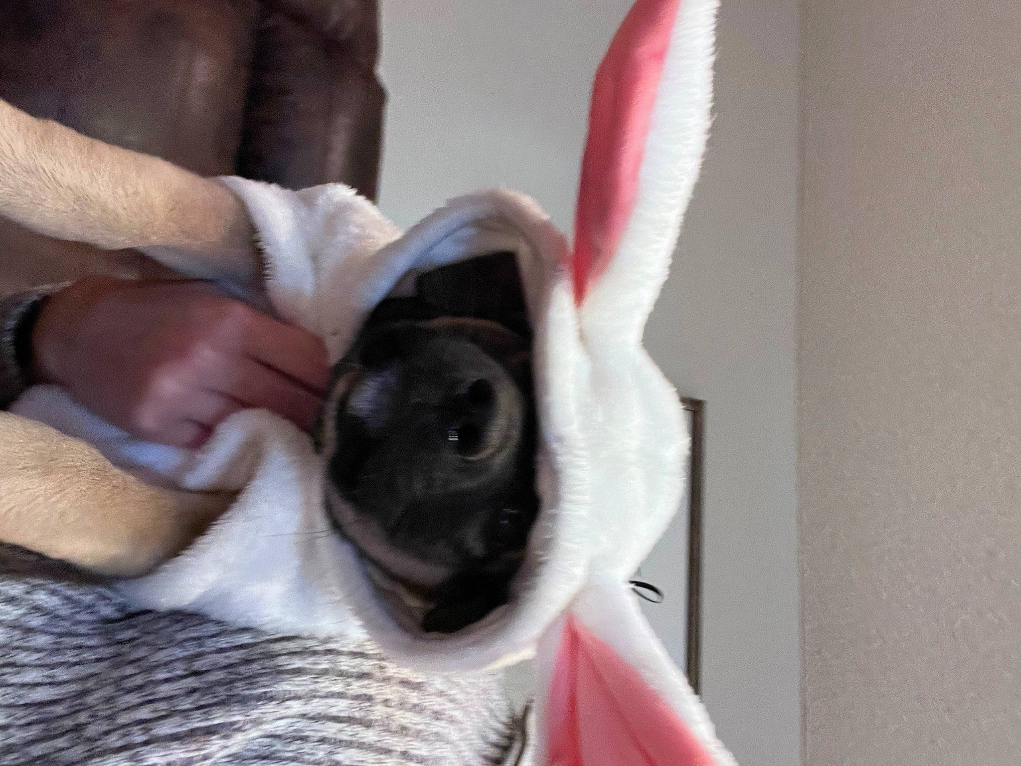 Woody is registered to the contest to win money with this photo: canidae, carmine, carnivore, comfort, companion_dog, dog, dog_breed, ear, fawn, felidae, fur, linens, paw, small_to_medium_sized_cats, snout, sporting_group, tail, toy_dog, whiskers, working_animal