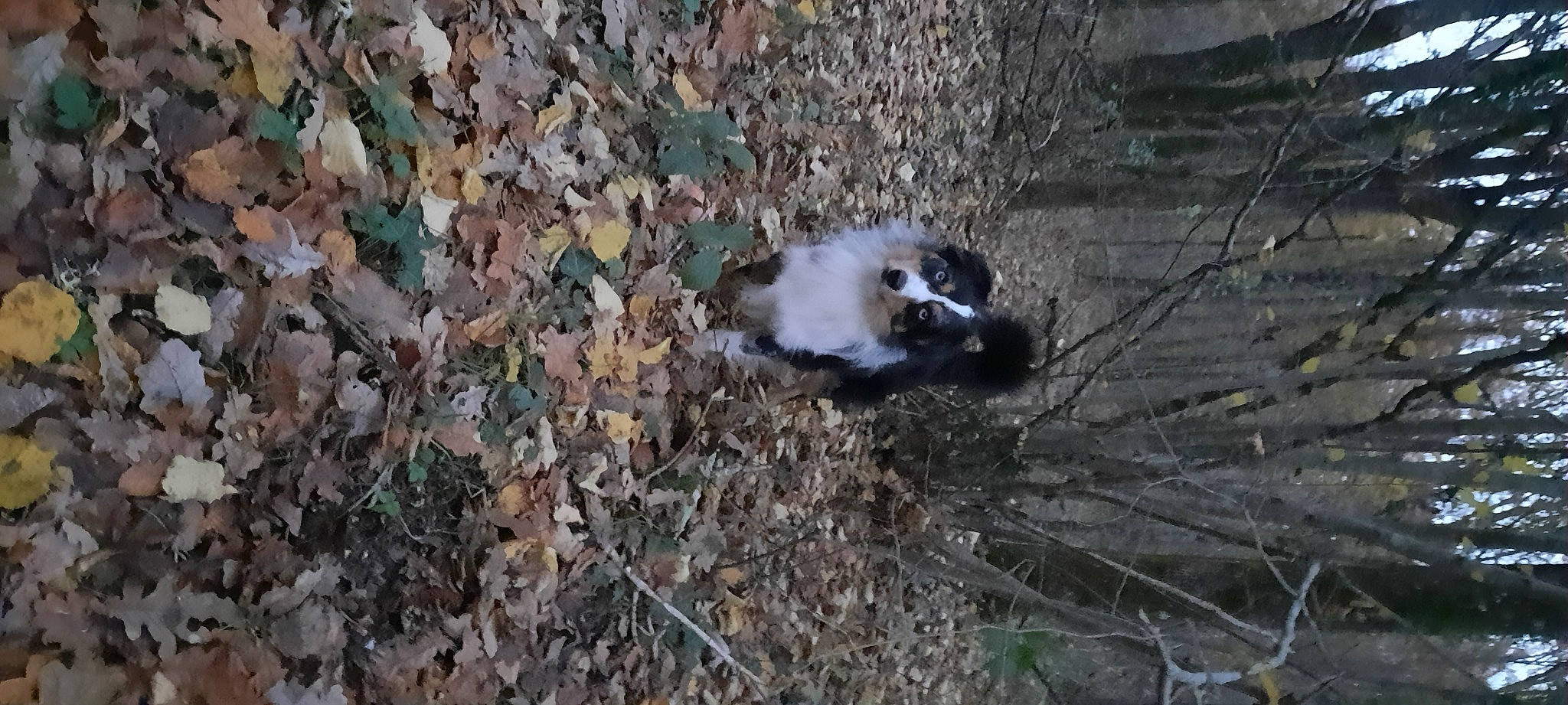 Rayban participe au concours pour gagner de l'argent avec cette photo : beak, canidae, carnivore, dog_breed, felidae, fur, grass, groundcover, paw, plant, skunk, snout, soil, sporting_group, tail, terrestrial_animal, twig, whiskers, wildlife, wood