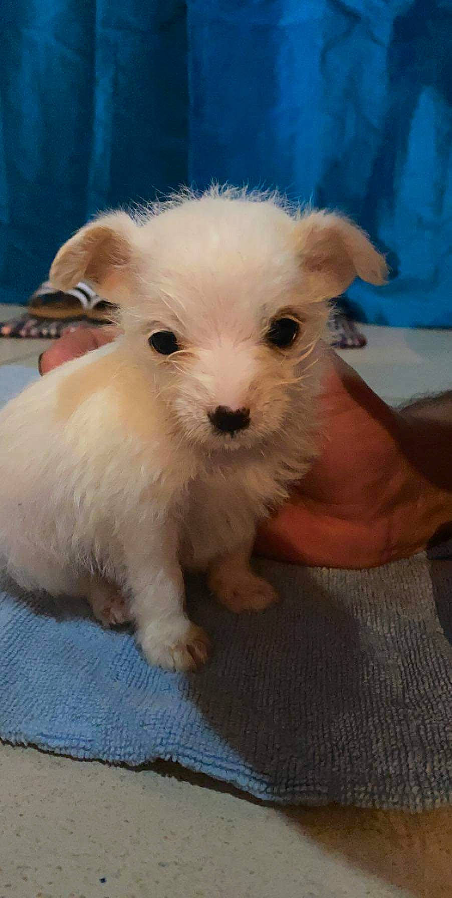 Tchoupie participe au concours pour gagner de l'argent avec cette photo : bichon, bolonka, canidae, carnivore, companion_dog, dog, dog_breed, fawn, maltepoo, maltese, mammal, non_sporting_group, puppy, rare_breed_dog, schnoodle, sealyham_terrier, vertebrate, west_highland_white_terrier