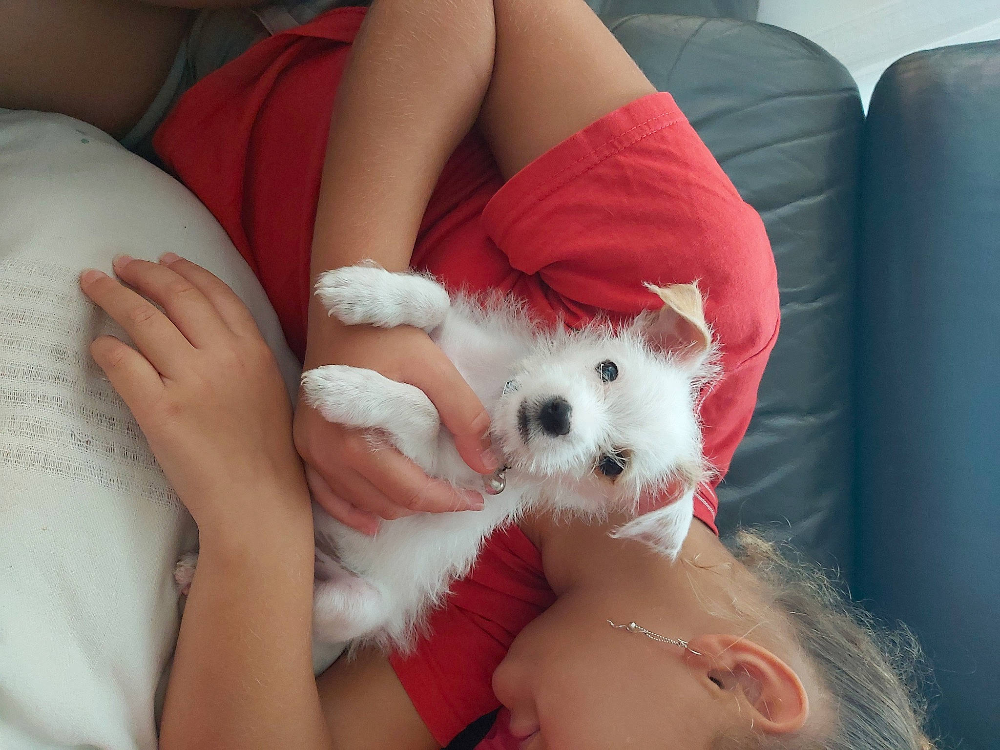 Tchoupie participe au concours pour gagner de l'argent avec cette photo : berger_blanc_suisse, canidae, carnivore, companion_dog, dog, dog_breed, ear, japanese_spitz, maltese, mammal, nail, non_sporting_group, pomeranian, puppy, puppy_love, skin, toy_dog, volpino_italiano, west_highland_white_terrier