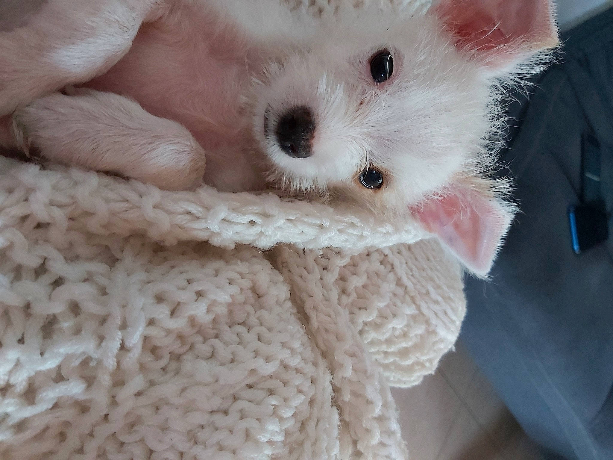 Tchoupie participe au concours pour gagner de l'argent avec cette photo : bichon, canidae, carnivore, companion_dog, crochet, dog, dog_breed, ear, eye, fur, knitting, maltepoo, non_sporting_group, nose, puppy, skin, textile, toy_dog, wool