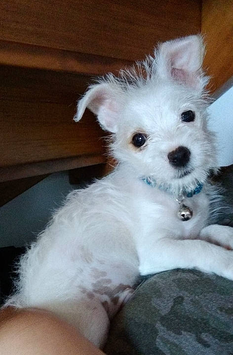 Tchoupie participe au concours pour gagner de l'argent avec cette photo : bichon, bolognese, bolonka, canidae, carnivore, companion_dog, dog, dog_breed, maltepoo, maltese, mammal, morkie, non_sporting_group, puppy, puppy_love, rare_breed_dog, schnoodle, toy_dog, vertebrate, west_highland_white_terrier