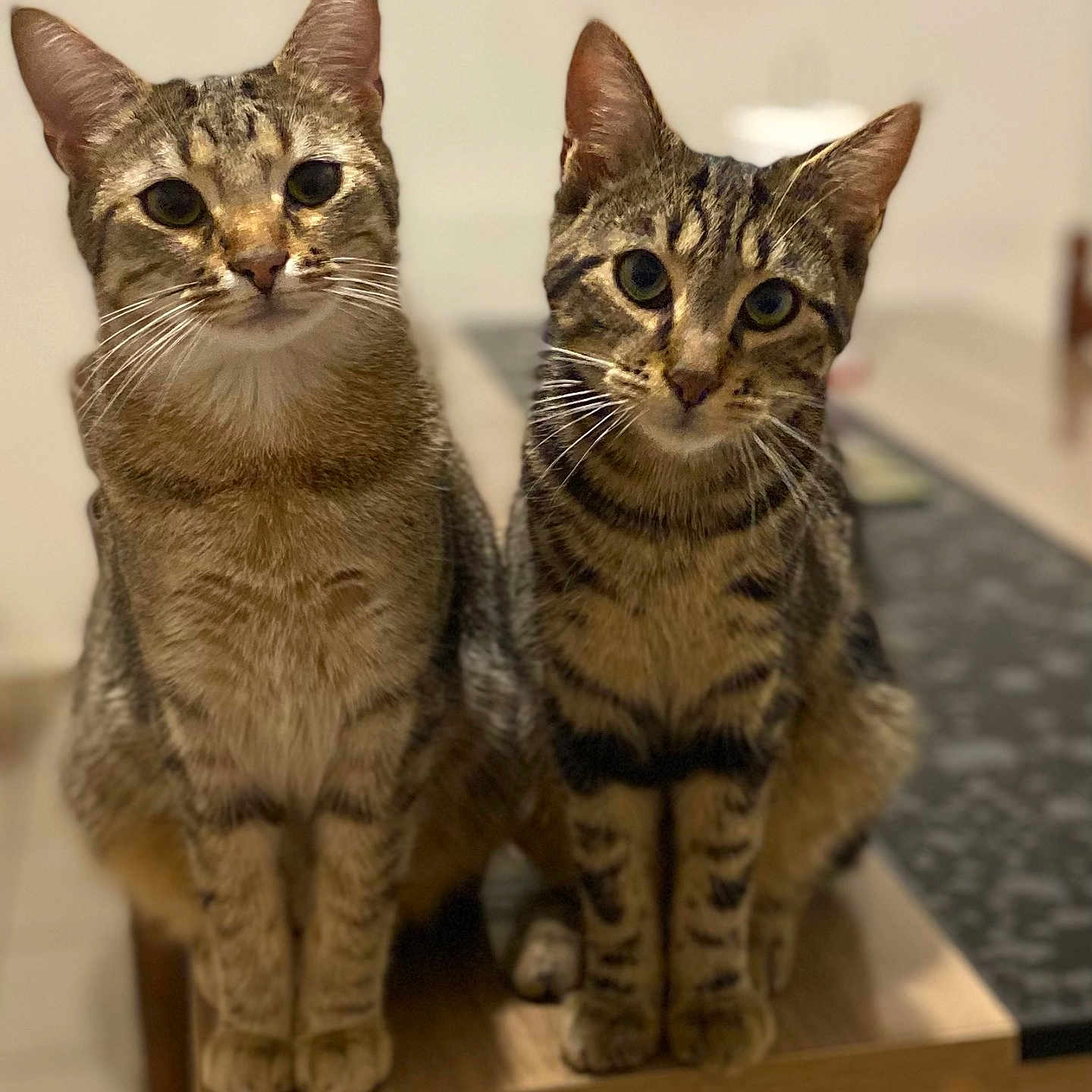 Zoé Et Willow a rejoint le concours — aidez-le/la à gagner de superbes lots ! abyssinian, angora, animal, cat, egyptiancat, face, hardwood, head, kitten, manx, person, pet, wood