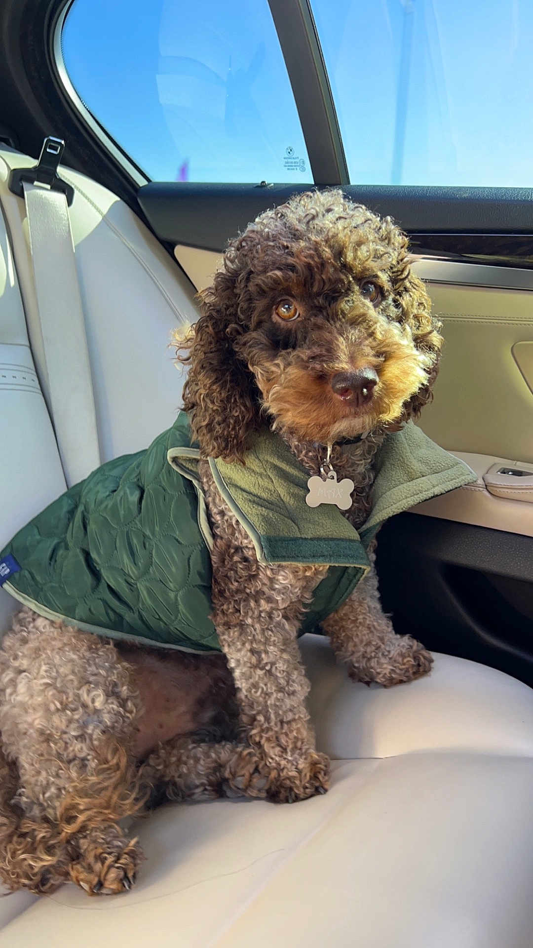 Max joined the competition — help win amazing prizes! dog, curly_fur, green_jacket, car_interior, white_leather_seat, pet, cute, sitting, window, sunlight, collar, tag, brown_eyes, curled_tail, seatbelt, door_panel, portrait, indoors, companion, animal