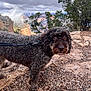 dog, curly_hair, leash, rocky_ground, outdoor, nature, cloudy_sky, trees, canyon, pet, animal, brown_eyes, snout, fur, walking, adventure, landscape, rock, wilderness, exploration