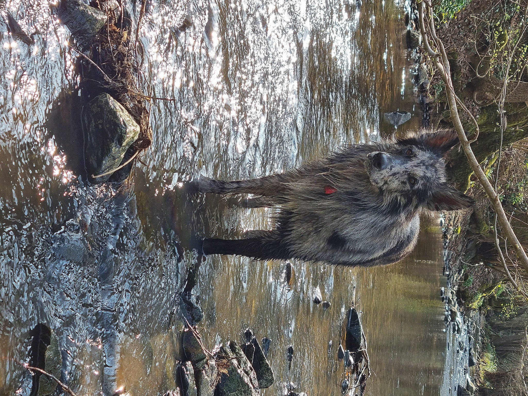 Opak a rejoint le concours — aidez-le/la à gagner de superbes lots ! art, bog, branch, natural_landscape, plant, reflection, rock, sporting_group, stream, tail, tree, trunk, twig, visual_arts, water, watercourse, wetland, winter, wood, working_animal