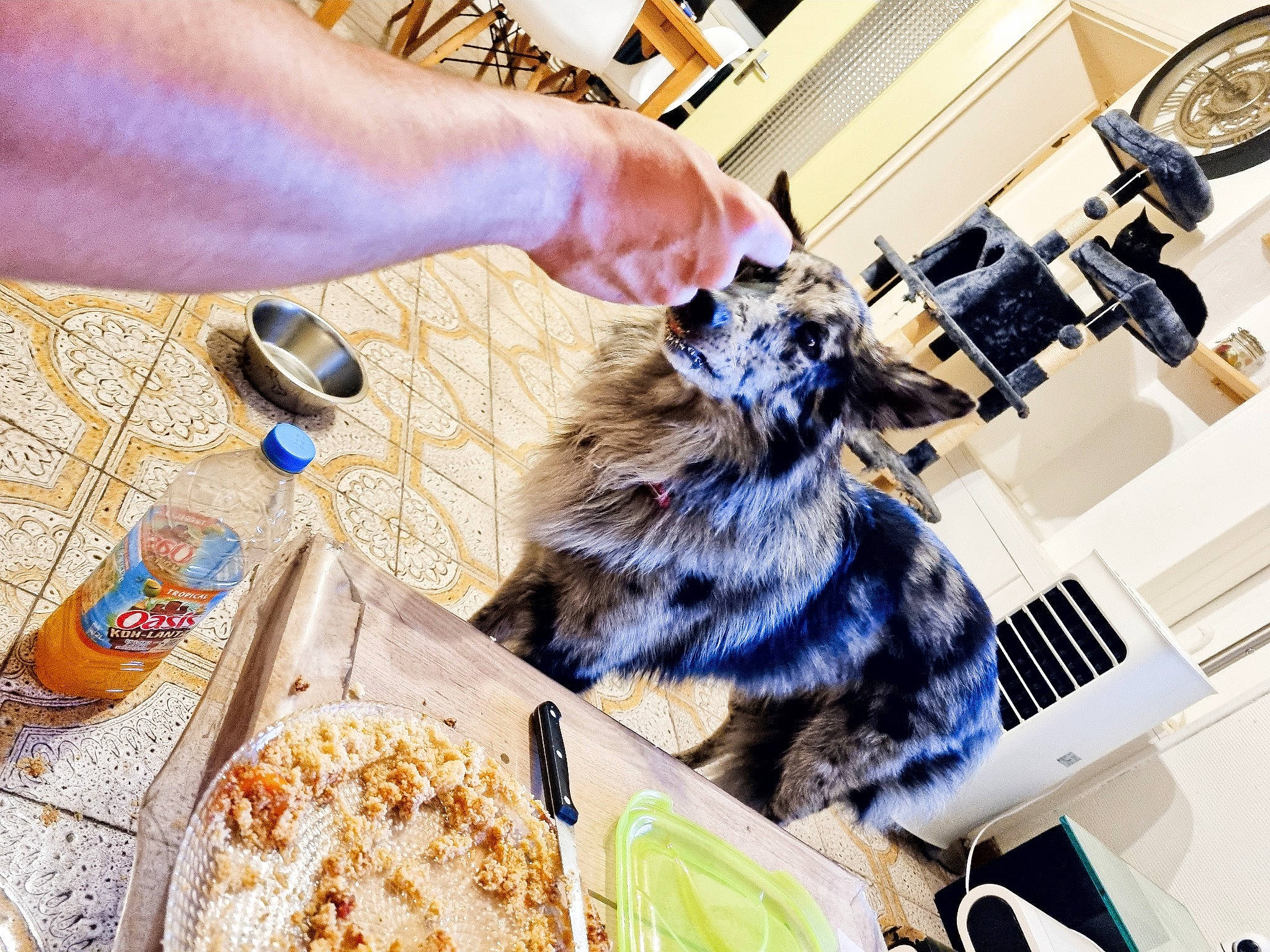 Opak a rejoint le concours — aidez-le/la à gagner de superbes lots ! art, box, carnivore, comfort_food, companion_dog, domestic_short_haired_cat, electric_blue, fashion_design, felidae, food, fur, ingredient, machine, nail, office_supplies, pattern, small_to_medium_sized_cats, tableware, tree, whiskers