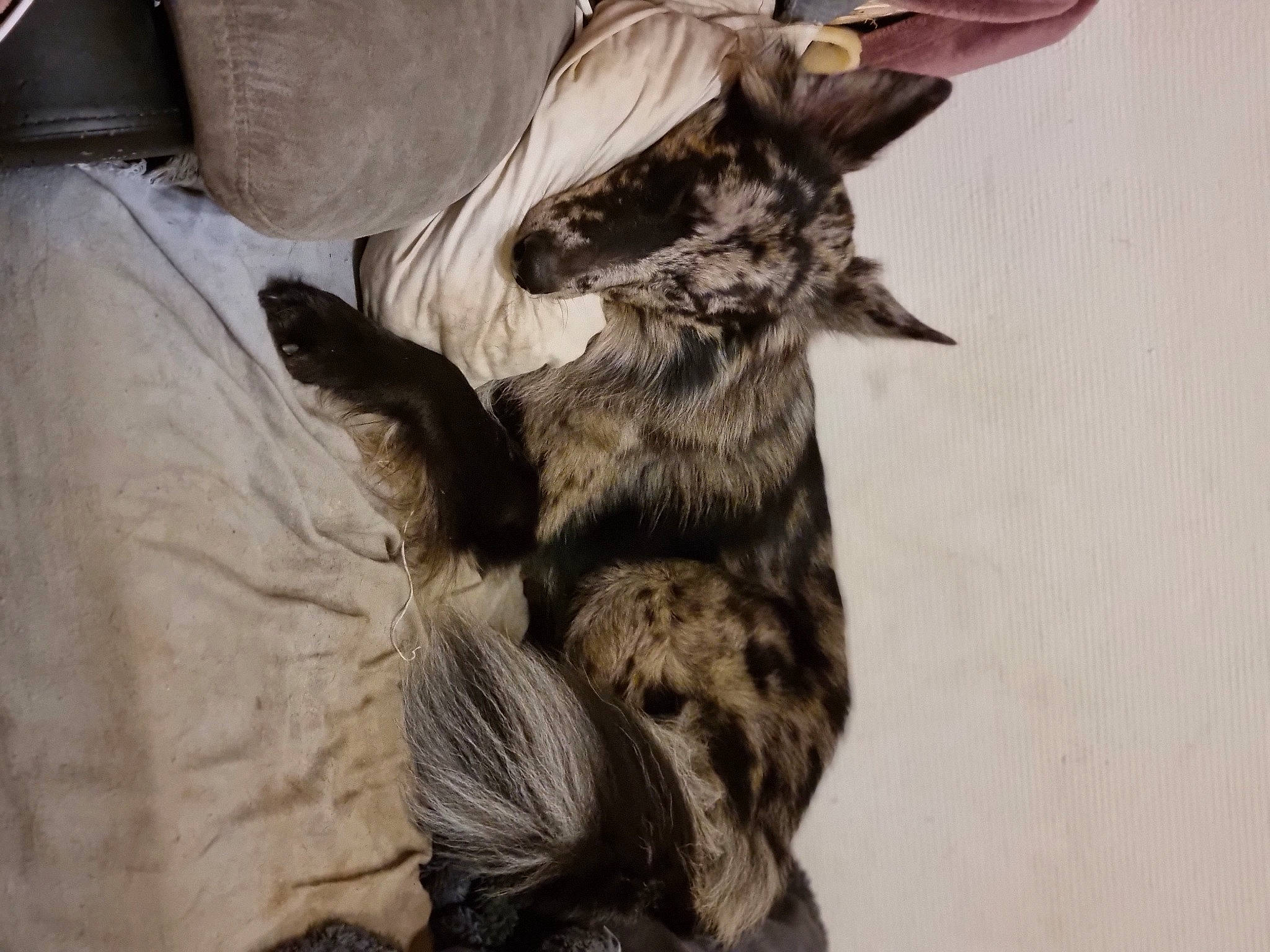 Opak a rejoint le concours — aidez-le/la à gagner de superbes lots ! canidae, carnivore, comfort, companion_dog, dog, dog_breed, dog_supply, fur, guard_dog, liver, paw, small_to_medium_sized_cats, sporting_group, tail, terrestrial_animal, toy_dog, whiskers, working_animal