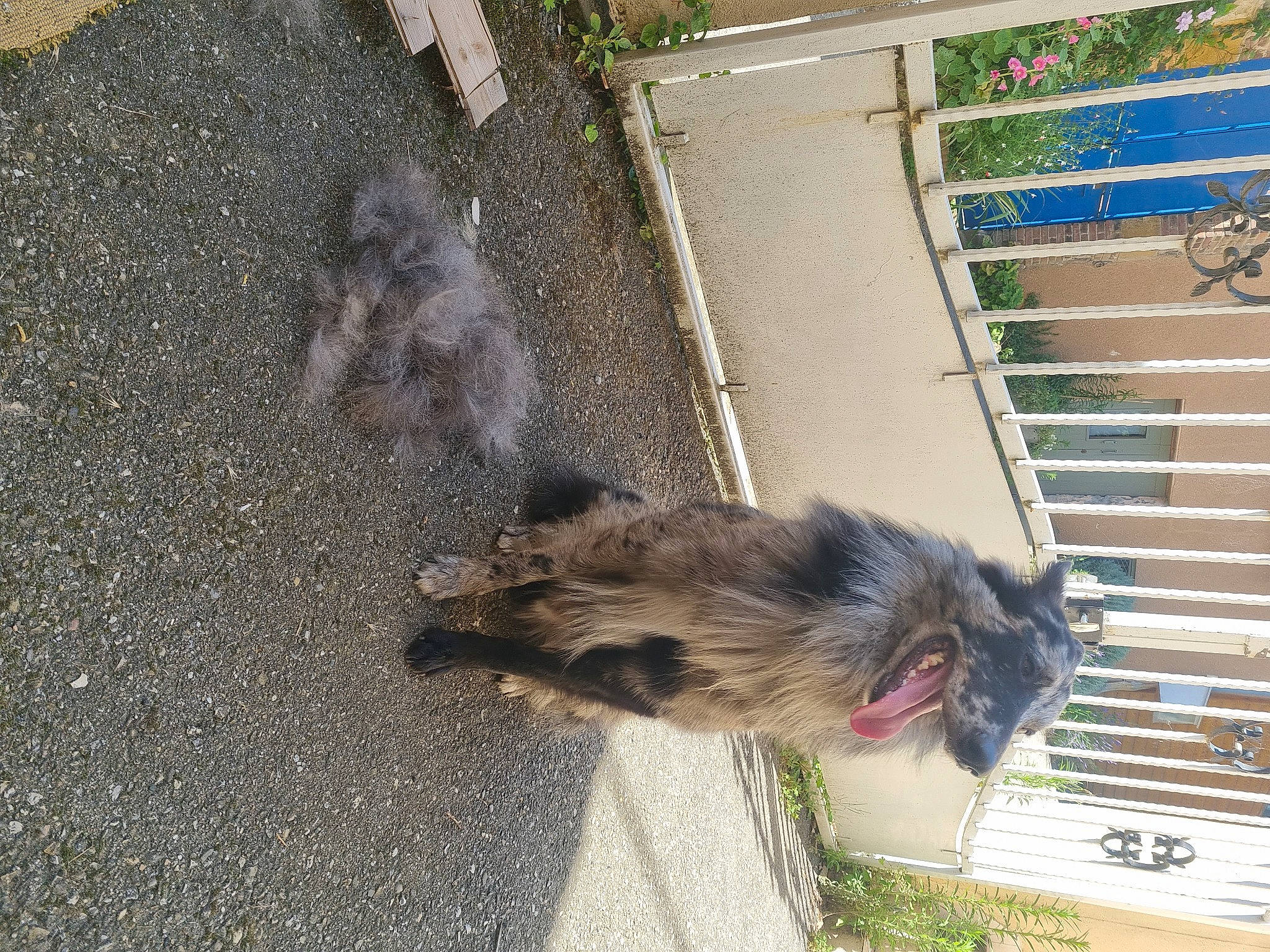 Opak participe au concours pour gagner de l'argent avec cette photo : asphalt, beak, concrete, curb, fur, marsupial, plant, road, road_surface, rodent, sidewalk, soil, tail, tar, terrestrial_animal