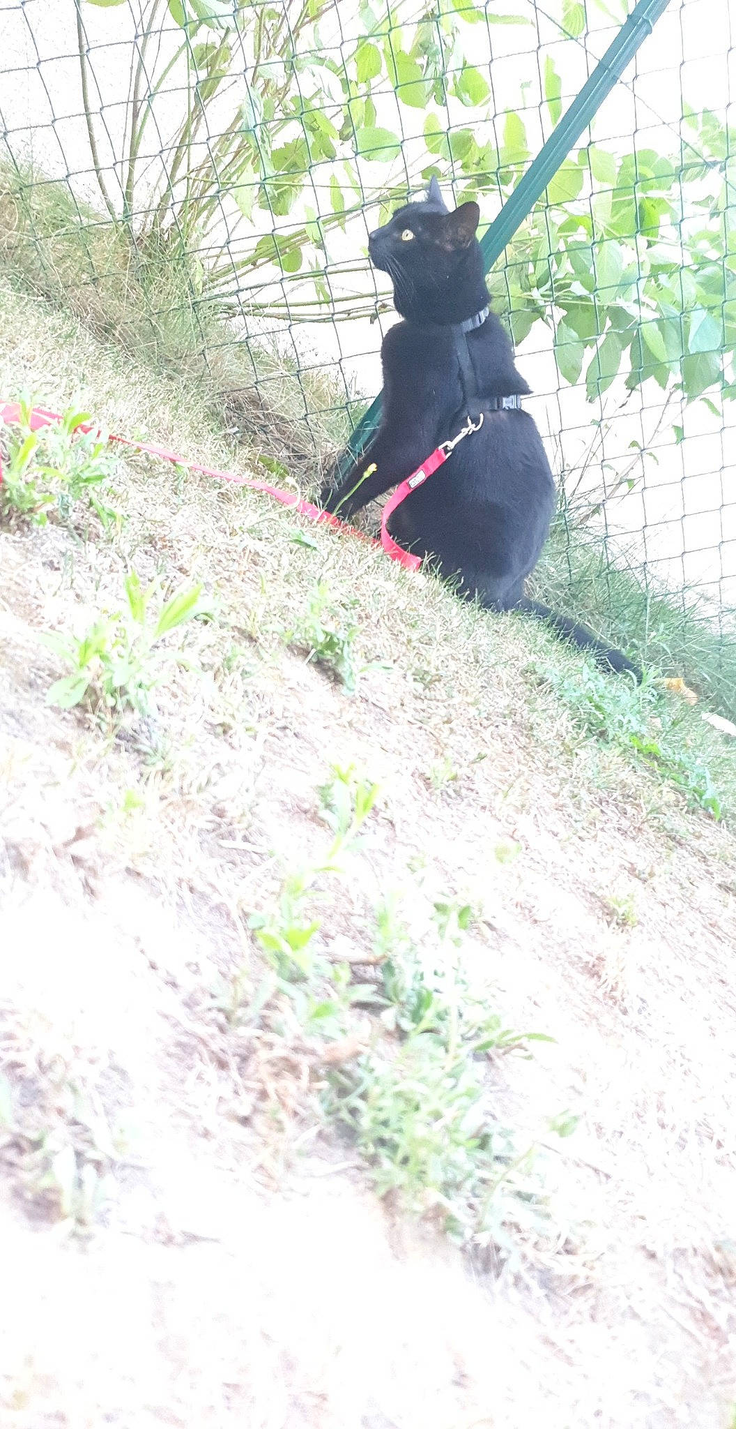 Loko a rejoint le concours — aidez-le/la à gagner de superbes lots ! canidae, carnivore, companion_dog, dog, dog_breed, fence, grass, mesh, non_sporting_group, plant, shrub, soil, sporting_group, tail, terrestrial_animal, tree, working_animal