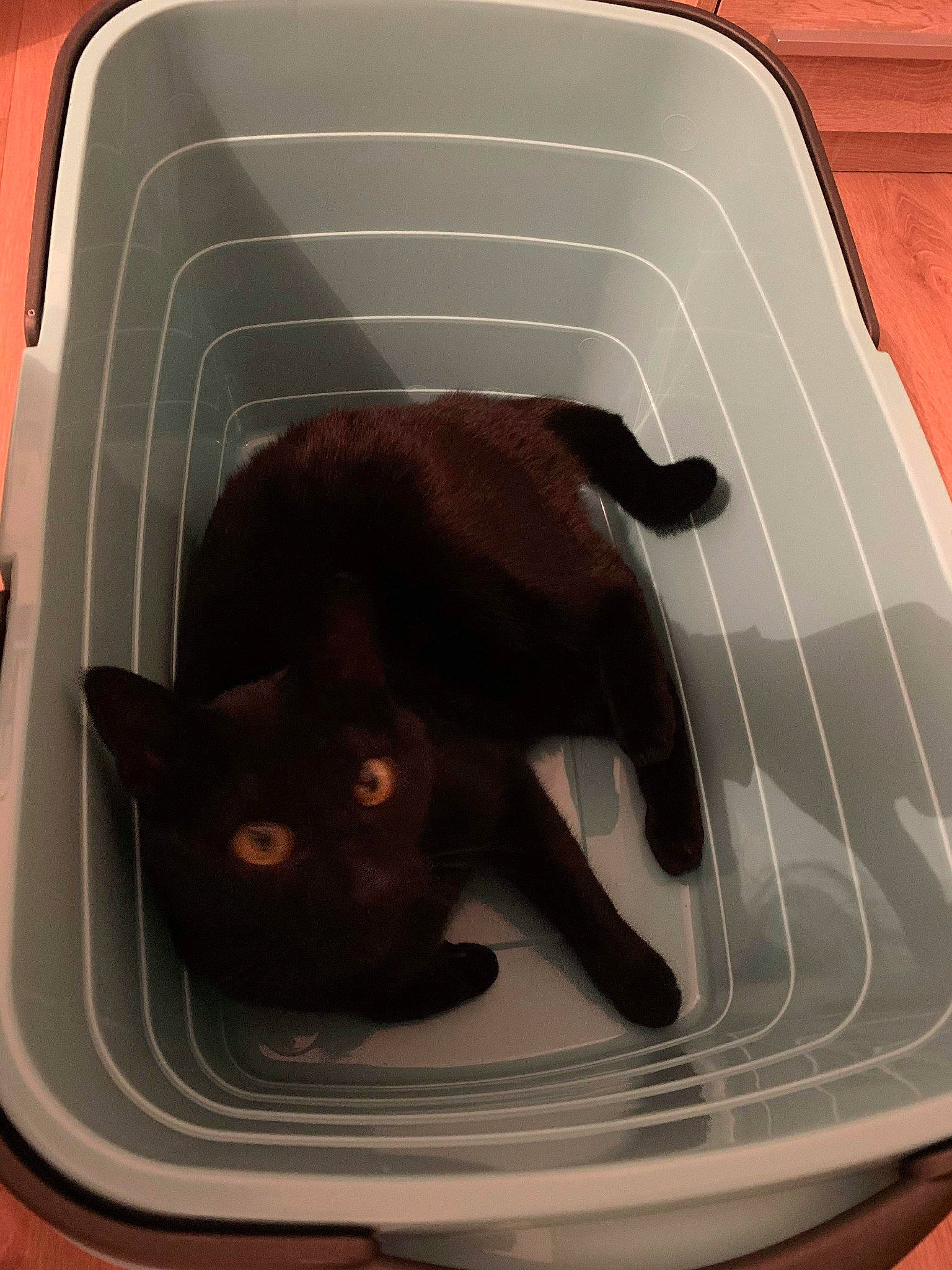 Loko participe au concours pour gagner de l'argent avec cette photo : bag, black_cat, bombay, brown, carnivore, cat, cat_supply, comfort, felidae, fender, fur, hood, liver, mammal, pet_supply, small_to_medium_sized_cats, tail, terrestrial_animal, vertebrate, whiskers