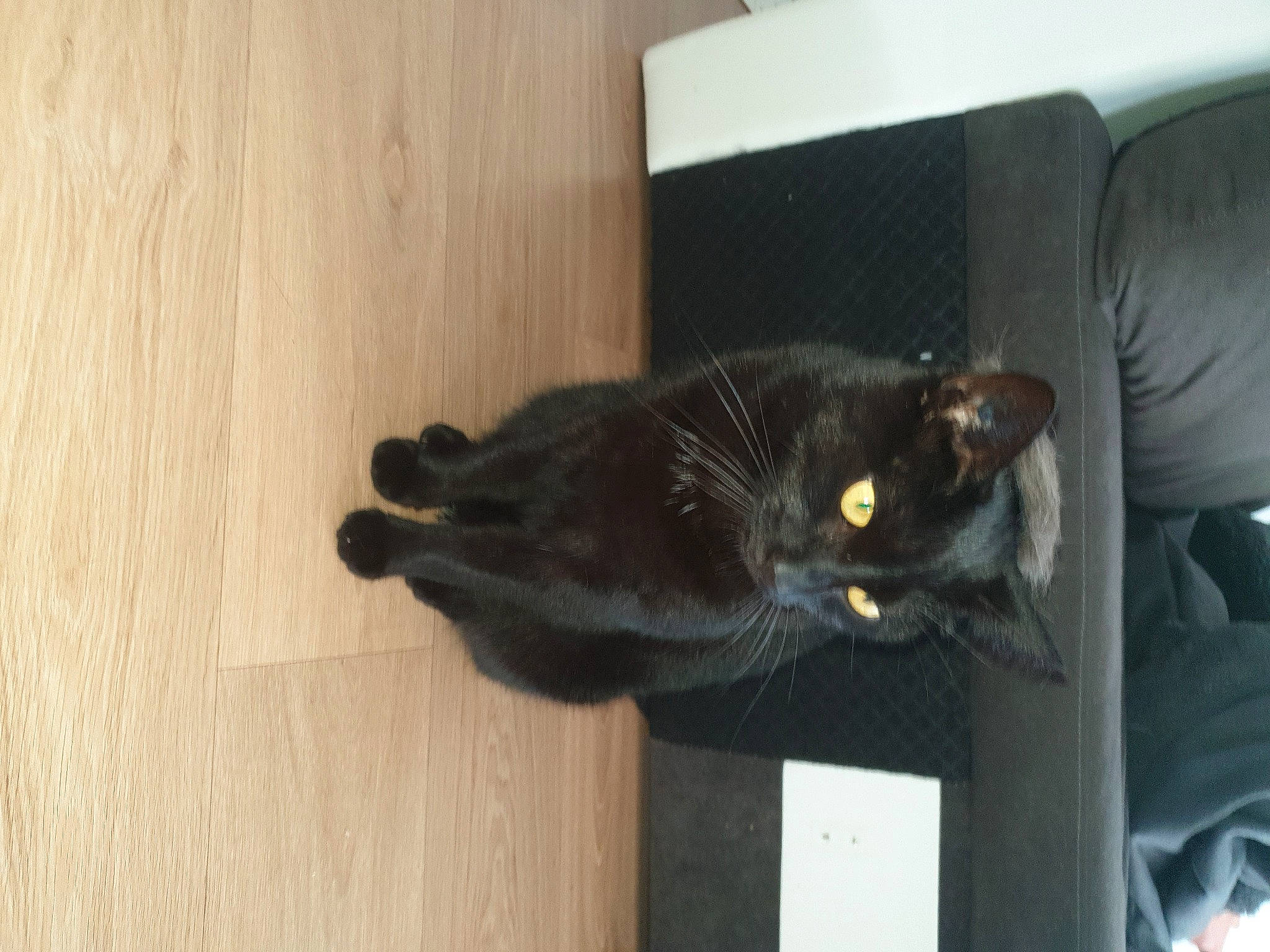 Loko participe au concours pour gagner de l'argent avec cette photo : black_cat, bombay, carnivore, cat, comfort, couch, domestic_short_haired_cat, felidae, flooring, fur, hardwood, room, small_to_medium_sized_cats, tail, whiskers, wood, wood_stain