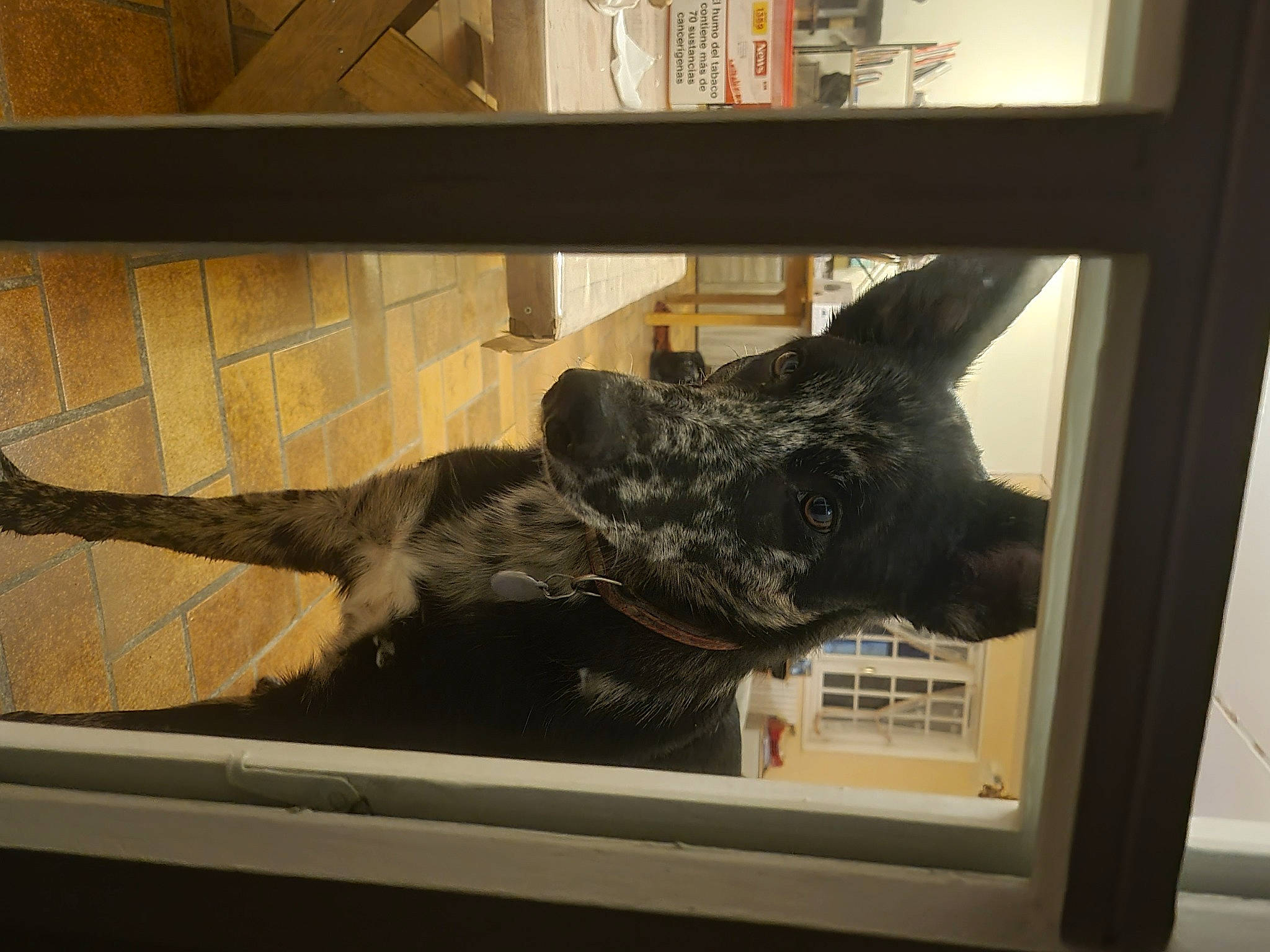 Saiko participe au concours pour gagner de l'argent avec cette photo : canidae, carnivore, claw, dog_breed, domestic_short_haired_cat, felidae, flooring, fur, gesture, guard_dog, hardwood, plant, small_to_medium_sized_cats, snout, sporting_group, tail, window, wood